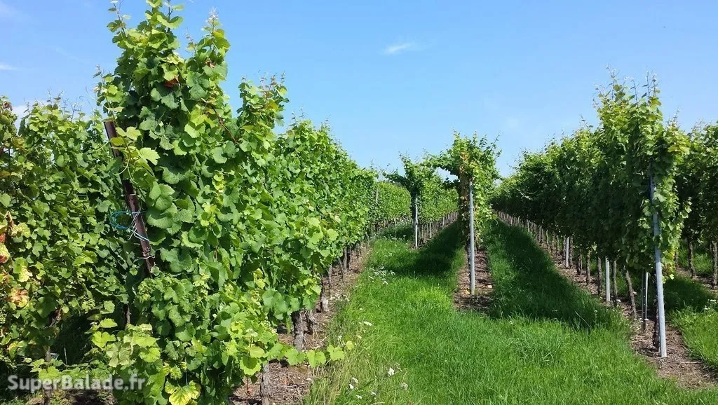 Super Balade à Epfig